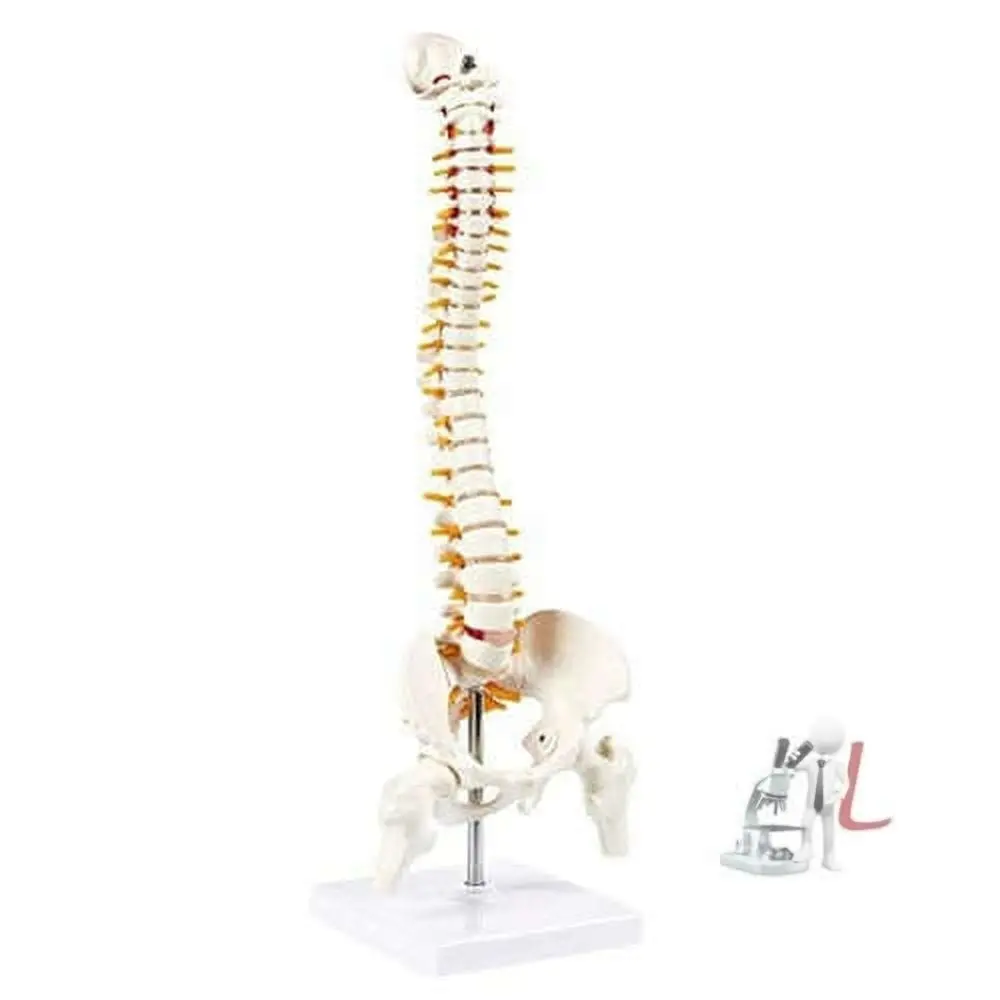 21 Inches Tall Human Spine 3D Model For Chiropractor And Osteopath 1
