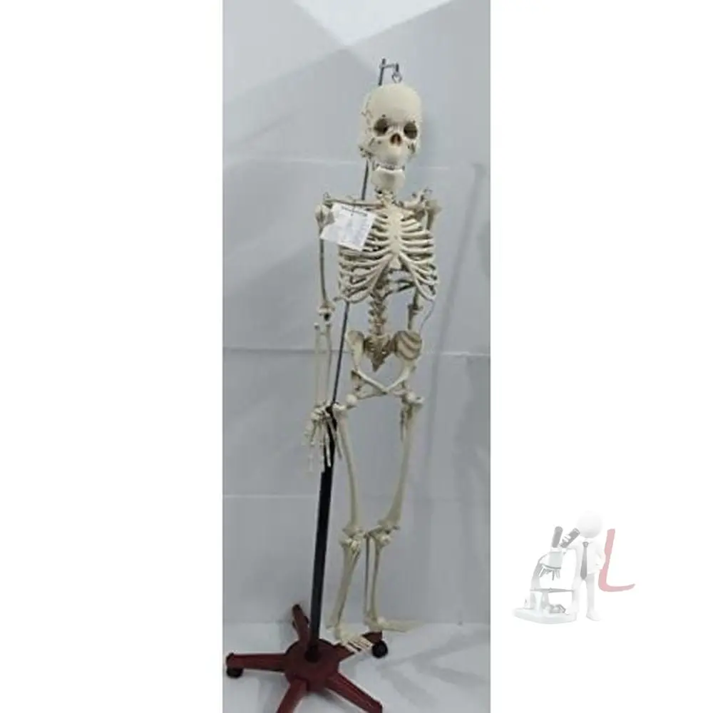 Articulated Human Skeleton Model With Stand (5 Feet) 1