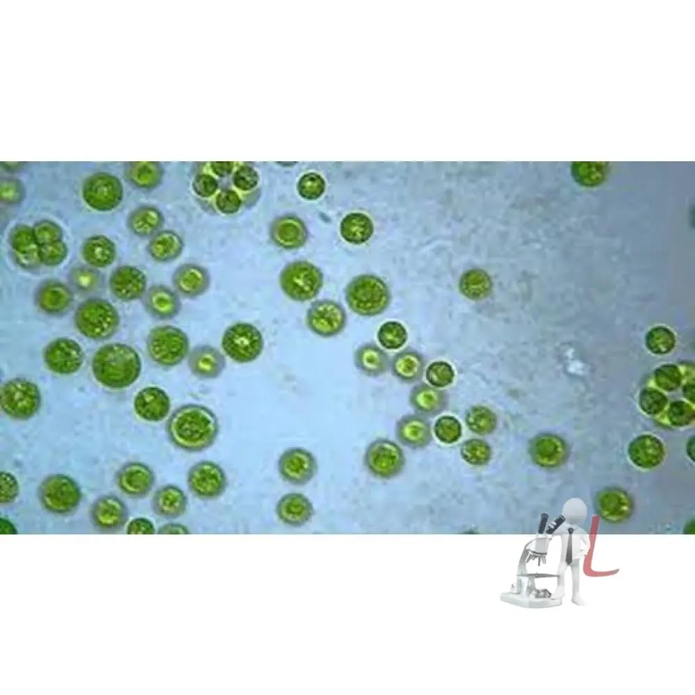 Chlorococcus W.M. 1