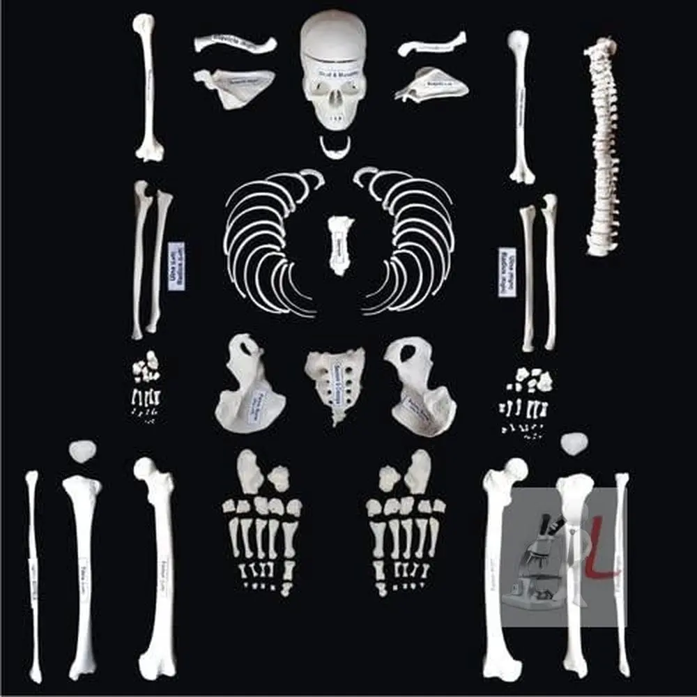 Disarticulated Skeleton Human (Imp.), Disarticulated Bone Set 1