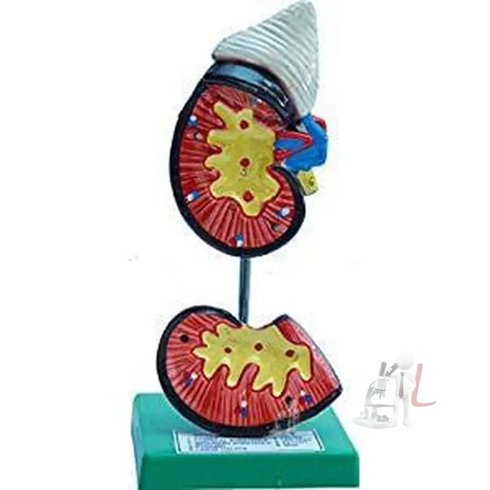 Human Kidney Model 1