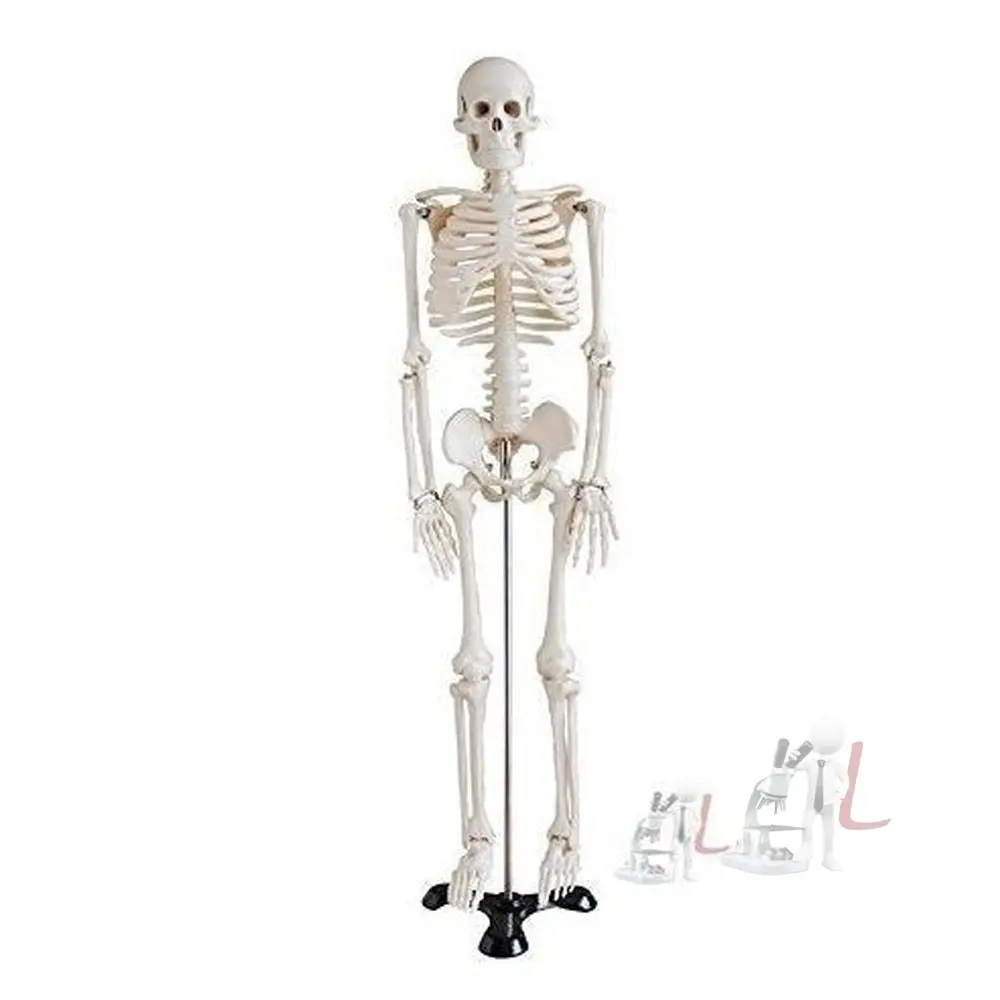 Human Skeleton Model Price 1