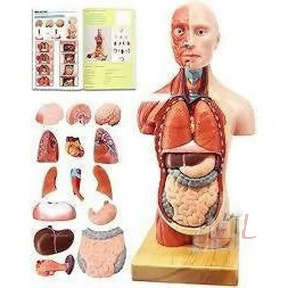 Human Torso Model 1