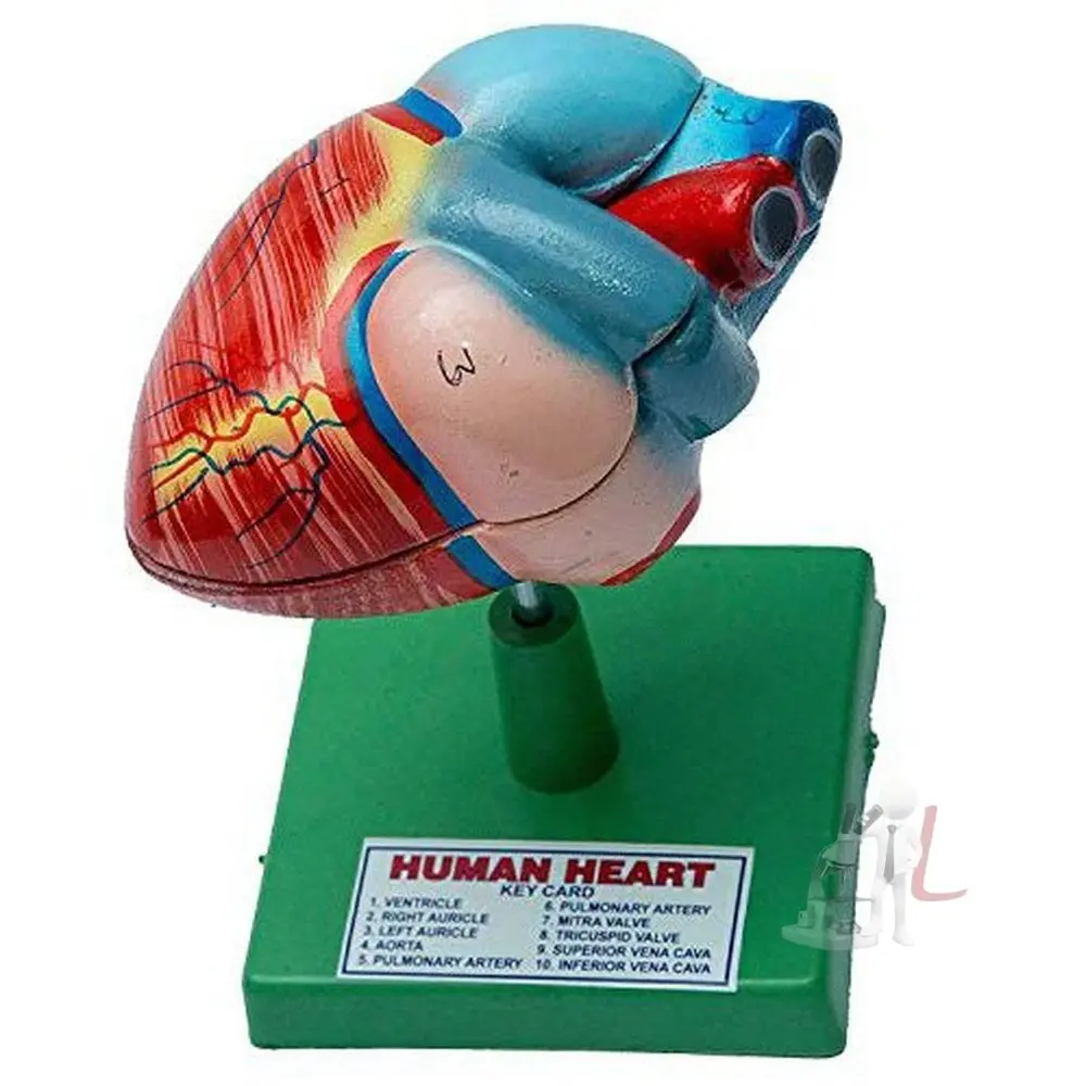 Spylx Human Heart Model Biology Medical Study 1