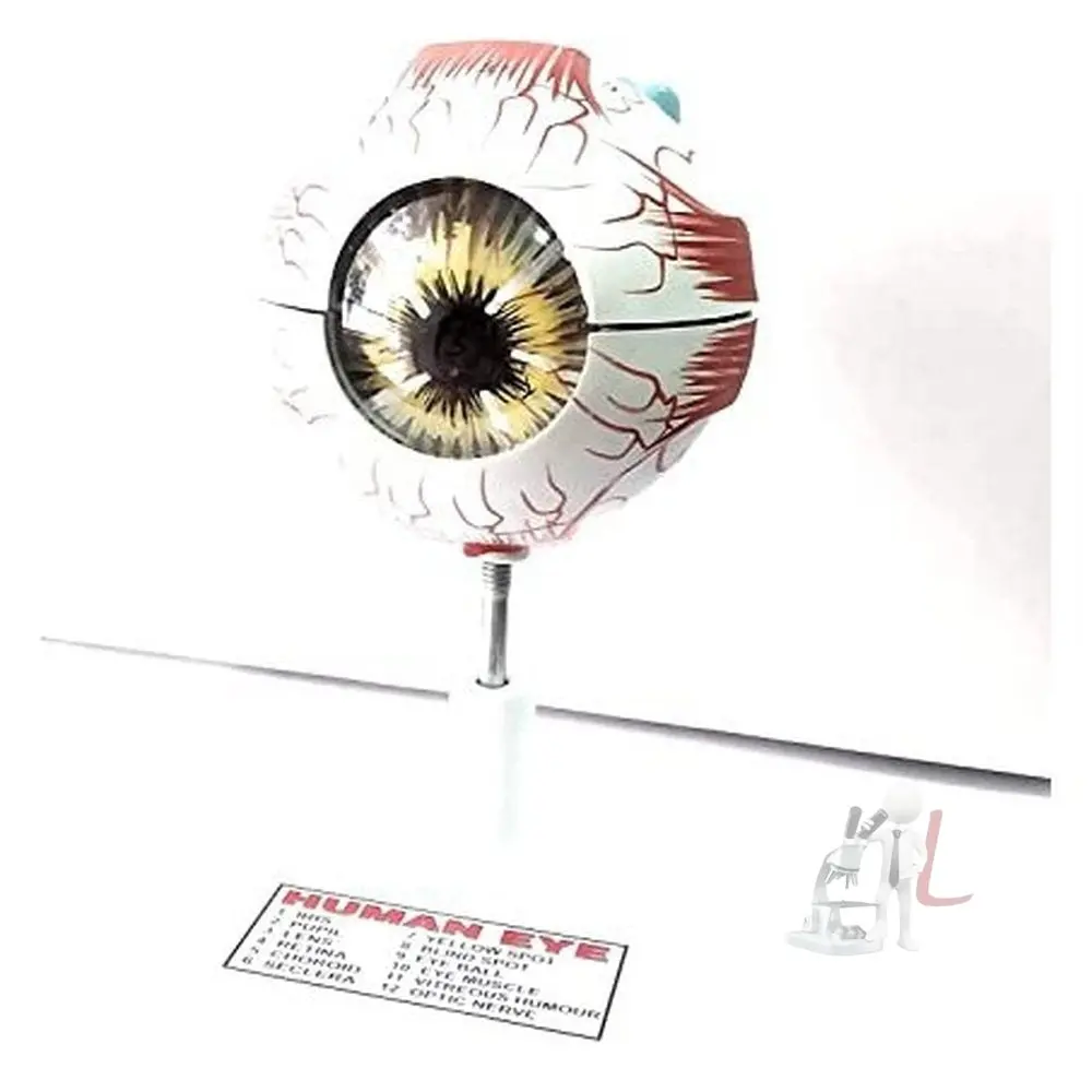 Scifa Educational Human Eye Ball Model Biology Medical Study, Teacher's Learning And School Lab Material 1