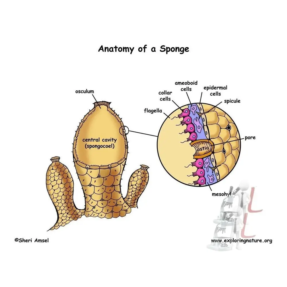 Phylum Porifera Sponge 1
