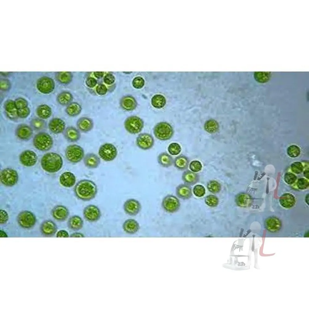 Chlamydomonas W.M. 1