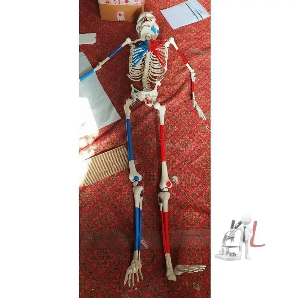 Color Human Skeleton Model 1