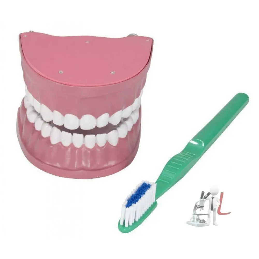 Dental Teeth Model 1