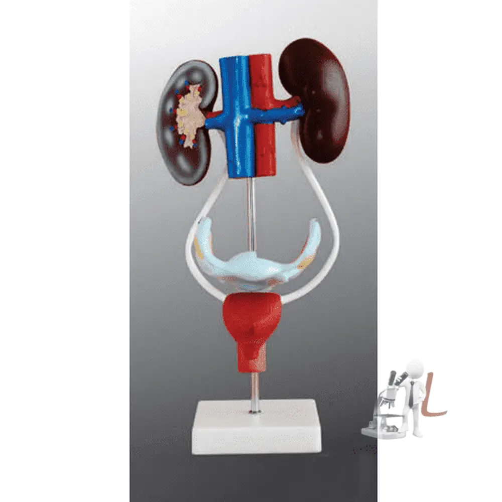 Female Reproductive System 1