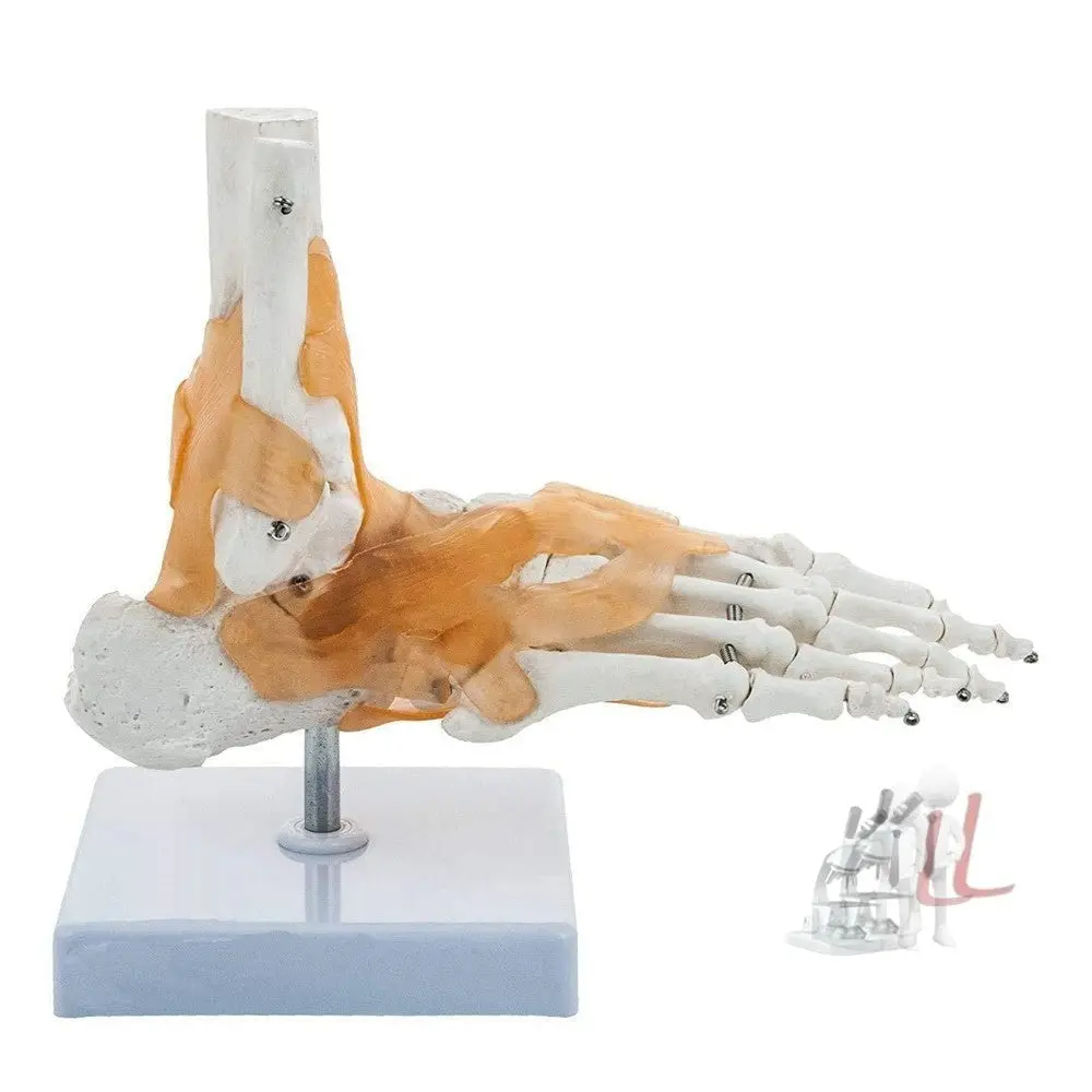 Foot And Ankle Skeletal Model With Flexible Ligaments For Movement Of The Ankle Joint, Right Foot Model, Premium Medical Anatomical Model, Perfect For Orthopedicians 1