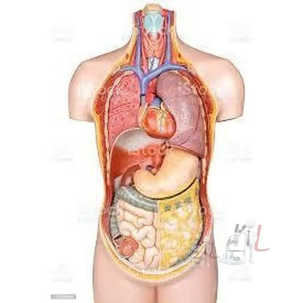 Human Body Anatomy Model 1