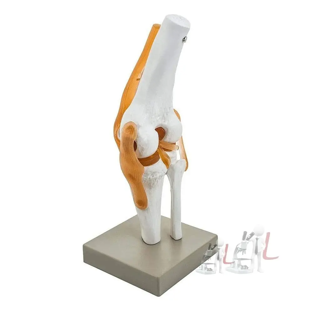 Human Knee Joint Model With Flexible Ligaments, Anatomically Accurate, Orthopedic Modelhuman Knee Joint Model With Flexible Ligaments, Anatomically Accurate, Orthopedic Model 1