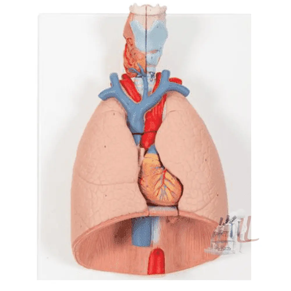 Human Lung Model With Larynx 1