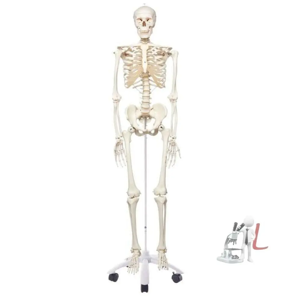 Human Skeleton Eco Model 1