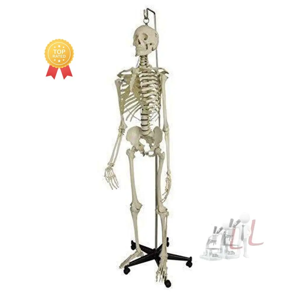 Human Skeleton Model Articulated With Stand (5 Ft. ) 1