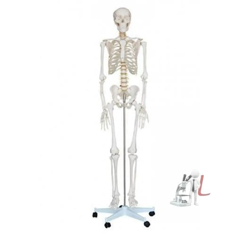 Human Skeleton With Stand 1