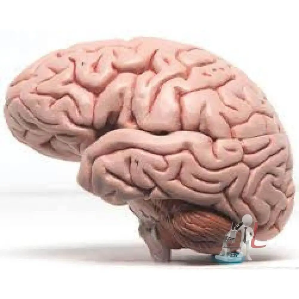 Human Brain Model 1