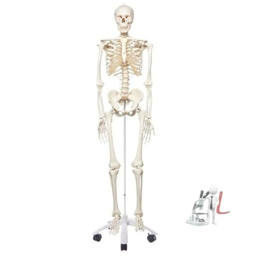 Human Skeleton Model Online 1