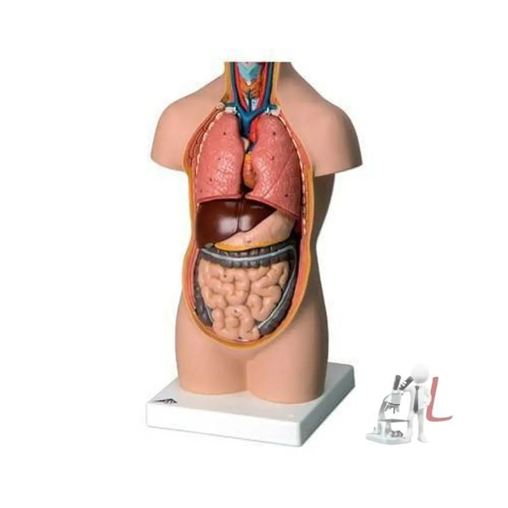 Human Torso Model 1