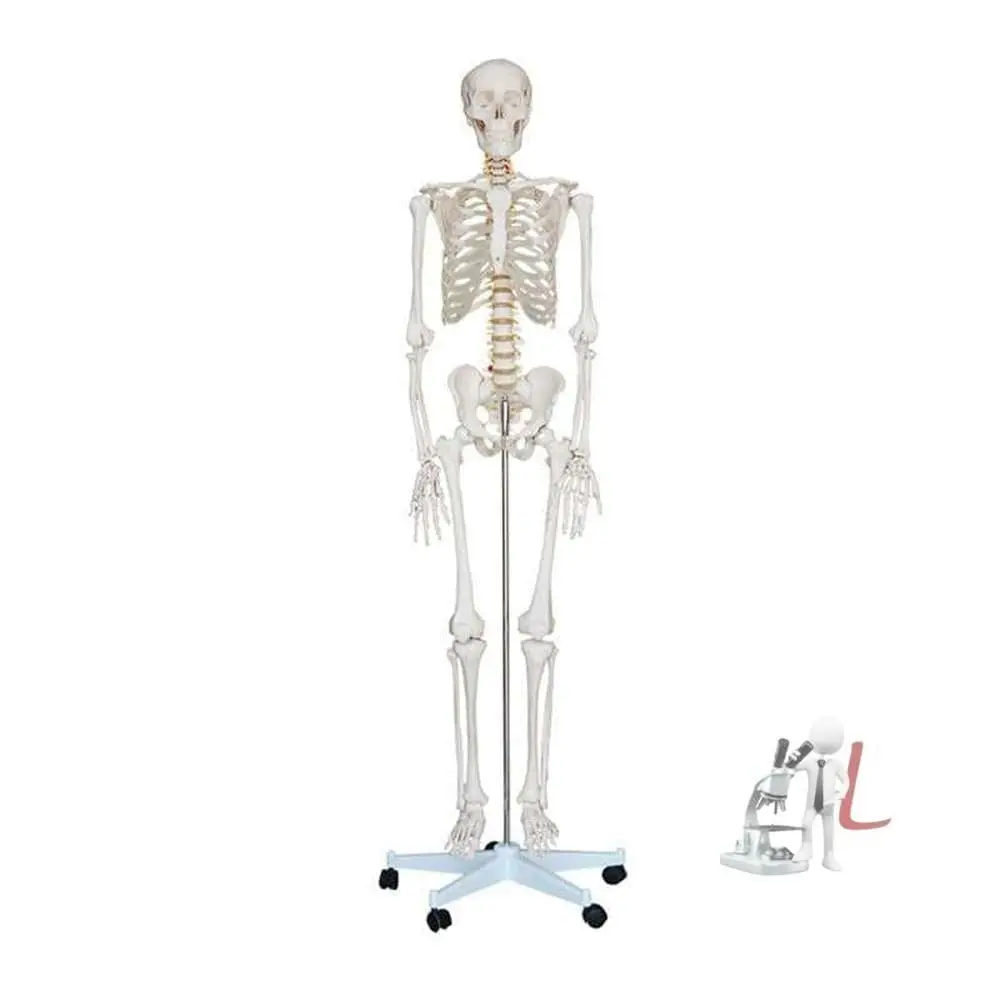Life-Size Skeleton 180Cm Tall Imported 1