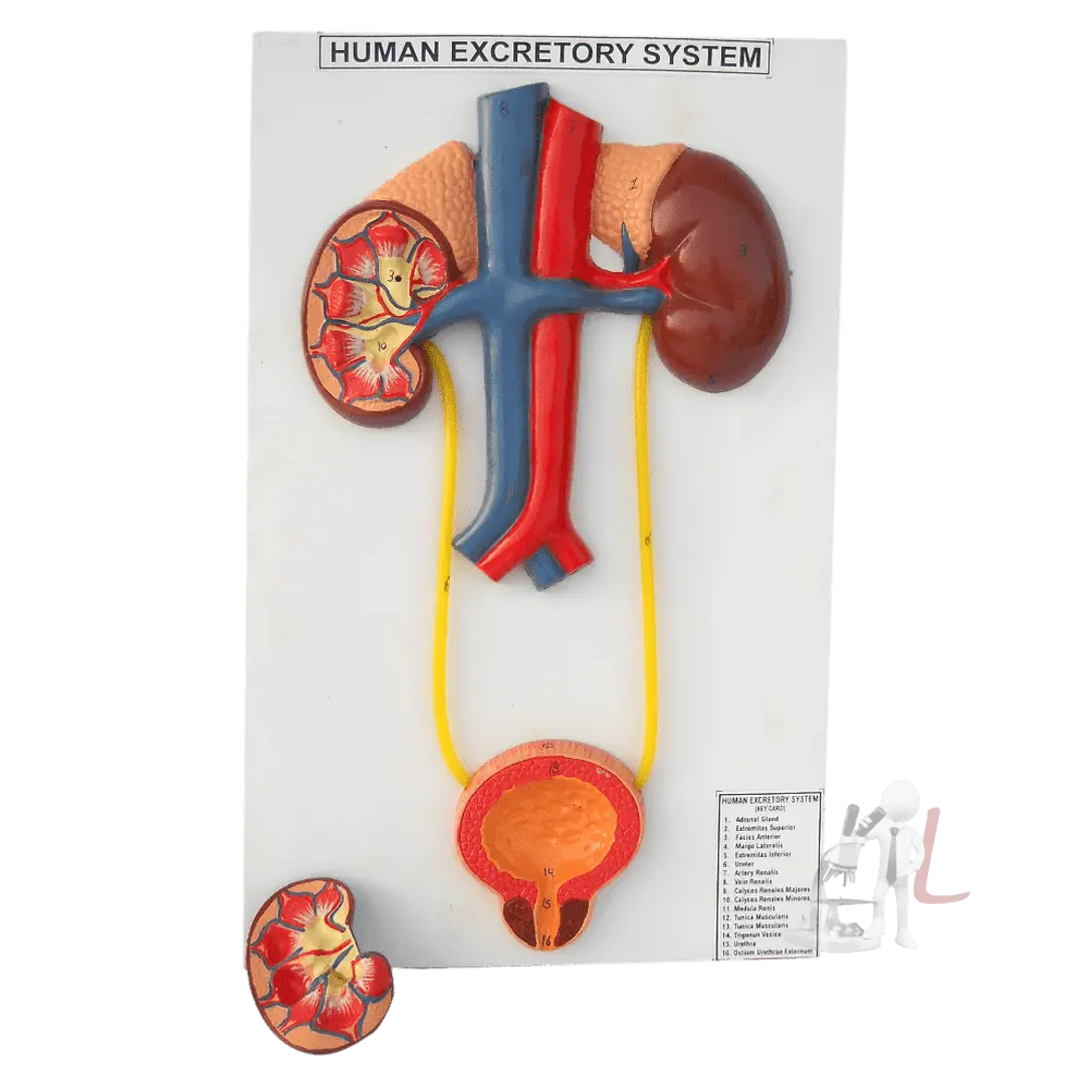 Male Urinary System 1