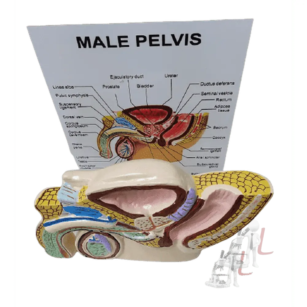 Male Reproductive System 1
