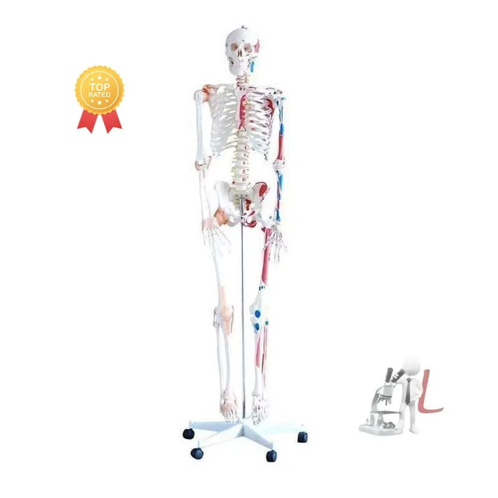 Skeleton With Muscles And Ligaments 180Cm Tall 1