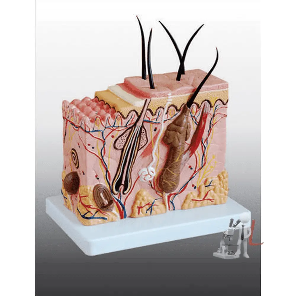 Skin Model Enlarged 1