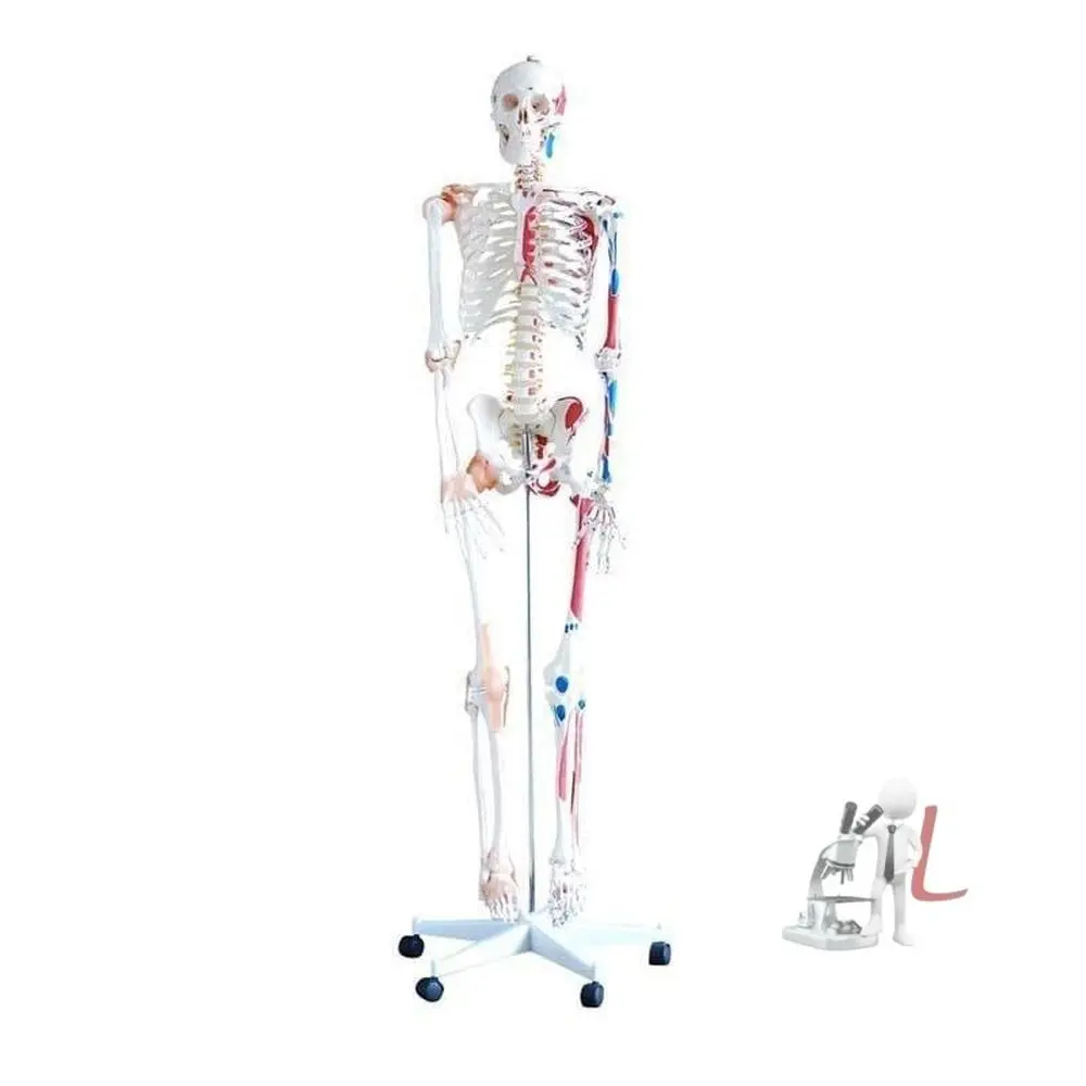 Human Skeleton Color Model 1