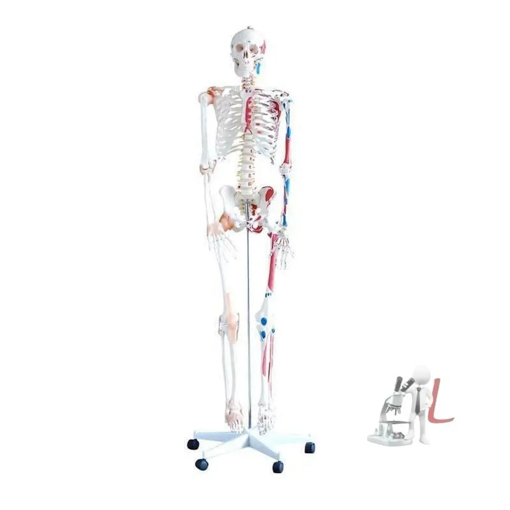 Human Skeleton Color Model Full Size 5 Ft 1