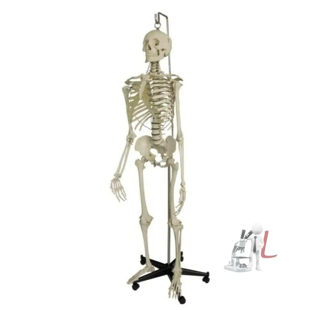 Human Skeleton Model With Stand 1