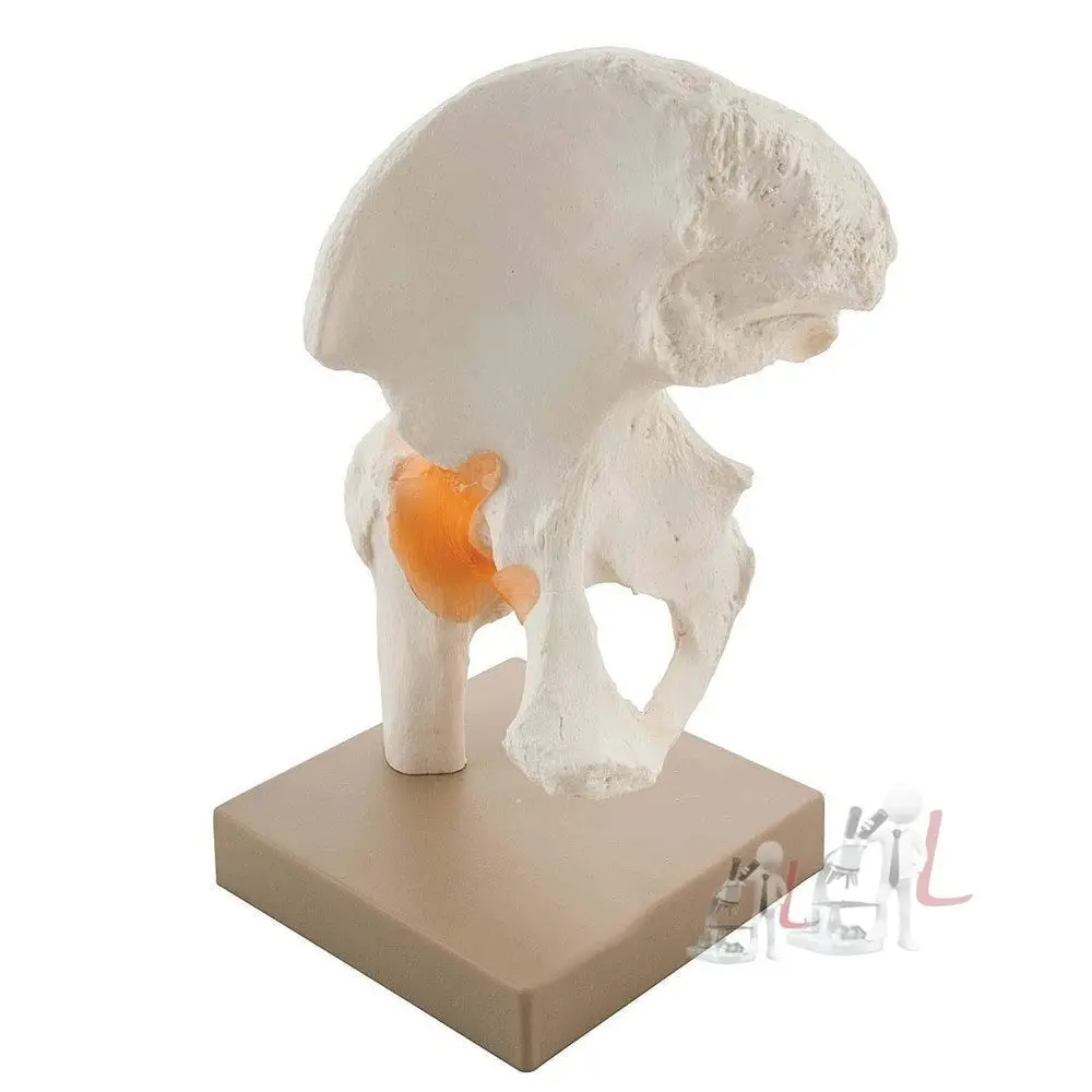 Uman Pelvis Hip Joint Model With Flexible Ligaments Anatomically Correct Orthopaedic Model With Detailed Study Guide 1